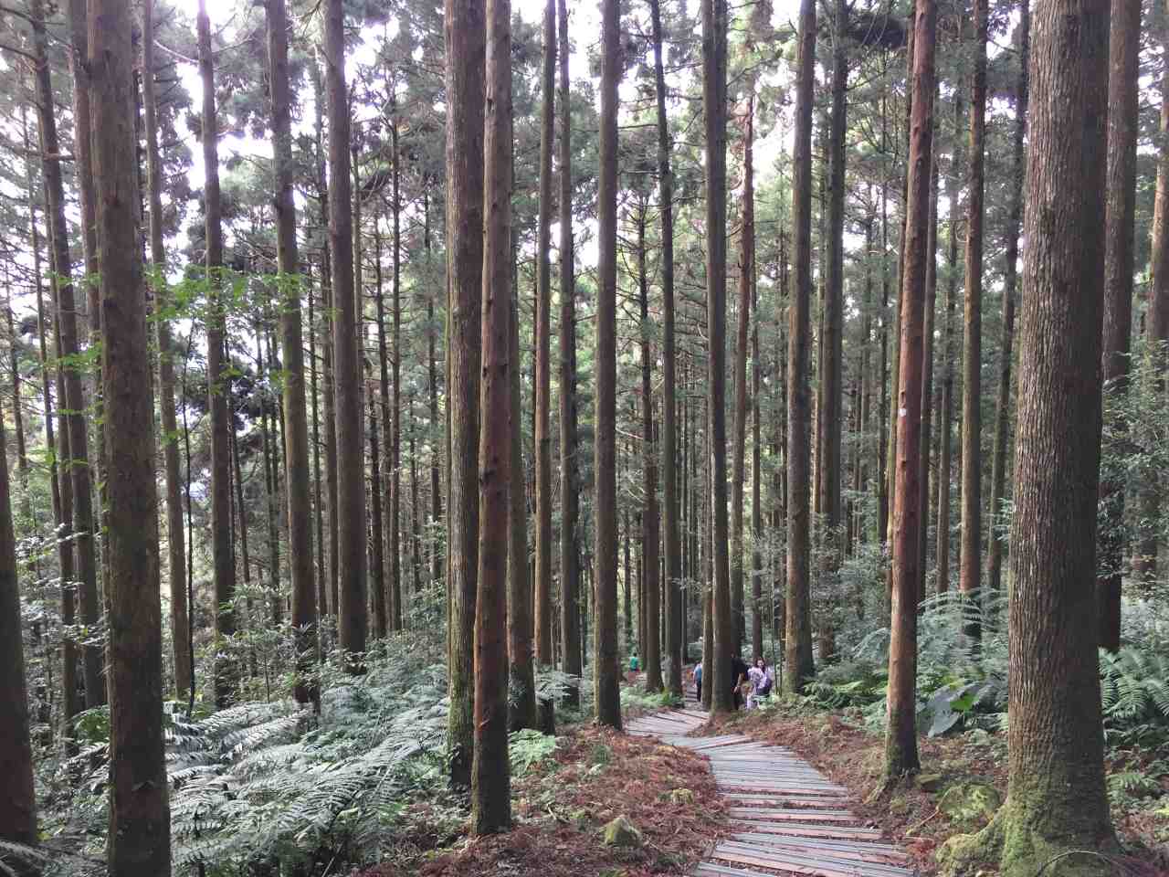 TWTYU01
東眼山森林遊樂區 · 大溪老茶廠一日遊